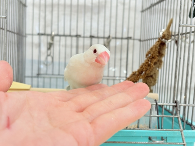 シルバーイノ文鳥