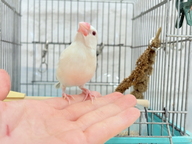 シルバーイノ文鳥