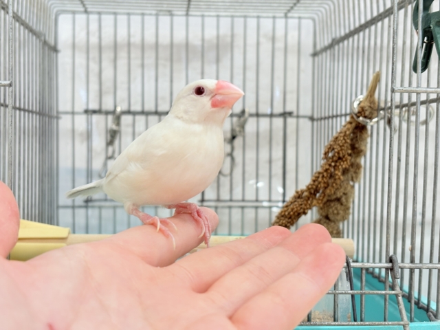 シルバーイノ文鳥