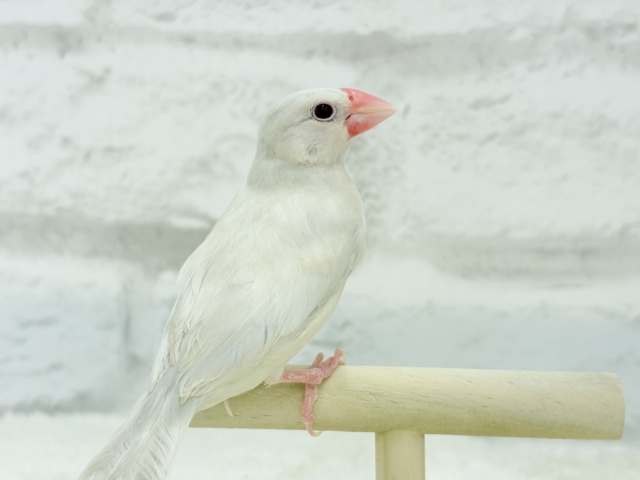 シルバーイノ文鳥