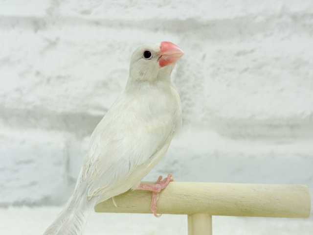 シルバーイノ文鳥