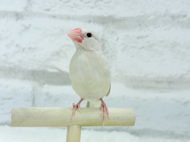 シルバーイノ文鳥