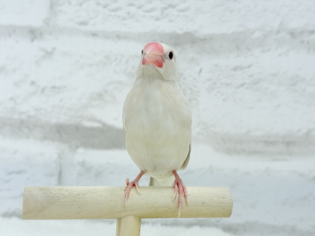 シルバーイノ文鳥