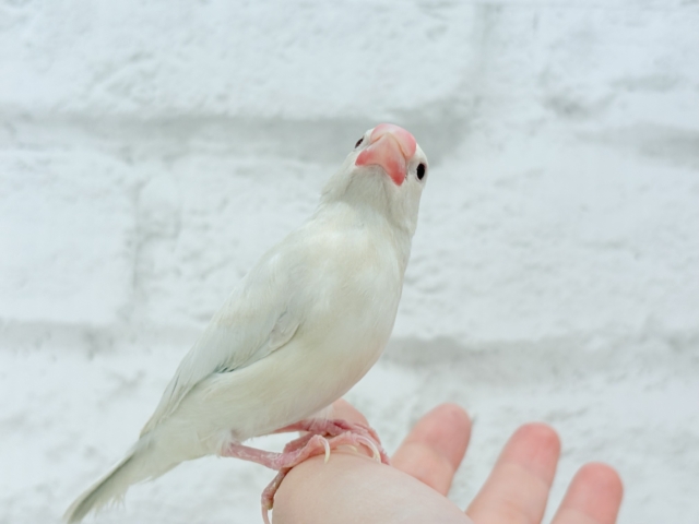 シルバーイノ文鳥
