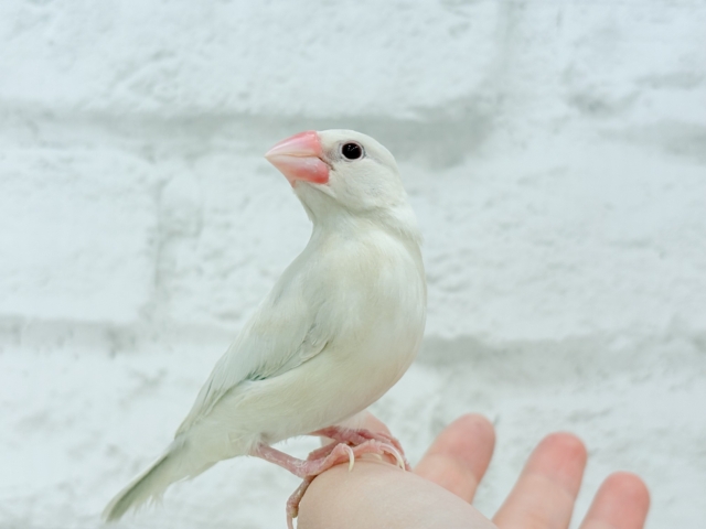 シルバーイノ文鳥