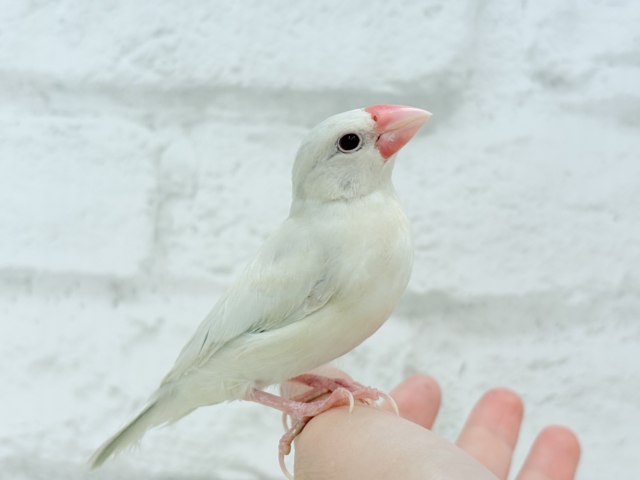 シルバーイノ文鳥