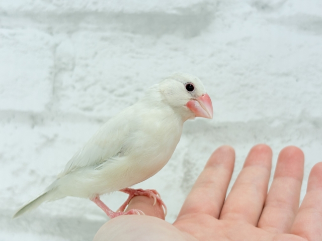 シルバーイノ文鳥