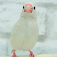 文鳥界のアイドル誕生🐥🍬シルバーイノ文鳥