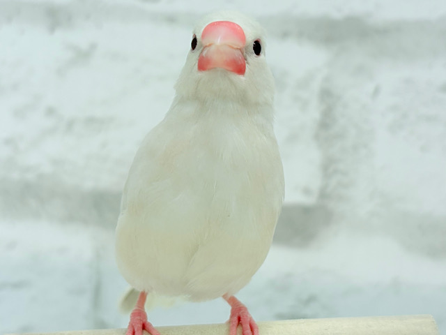 文鳥界のアイドル誕生🐥🍬シルバーイノ文鳥