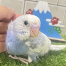 ぷしゅー❕️🩵マシュマロSKYふらっしゅ🌤️✧*｡セキセイインコ(ブルーパイド/2025年12月生まれ)