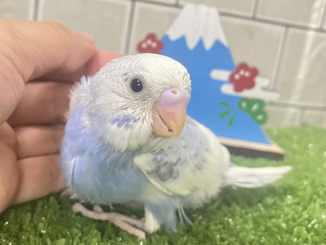 ぷしゅー❕️🩵マシュマロSKYふらっしゅ🌤️✧*｡セキセイインコ(ブルーパイド/2025年12月生まれ)