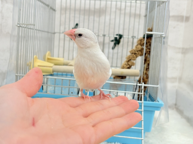 シルバー文鳥