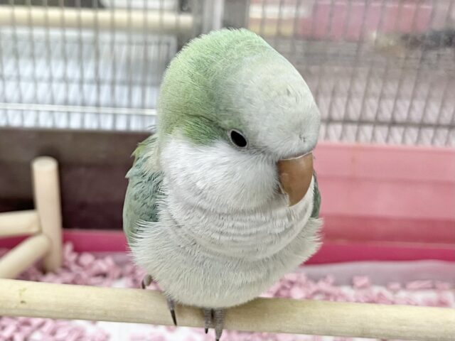 オキナインコ