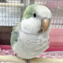【🆙最新画像あり‼️】モフッとキュート💕　オキナインコ（アクアブルーオパーリン）