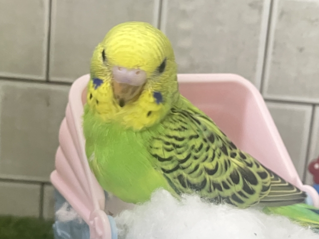 セキセイインコ