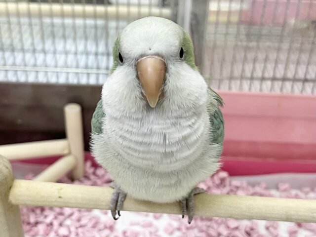 【🆙最新画像あり‼️】モフッとキュート💕 オキナインコ(アクアブルーオパーリン) オキナインコ
