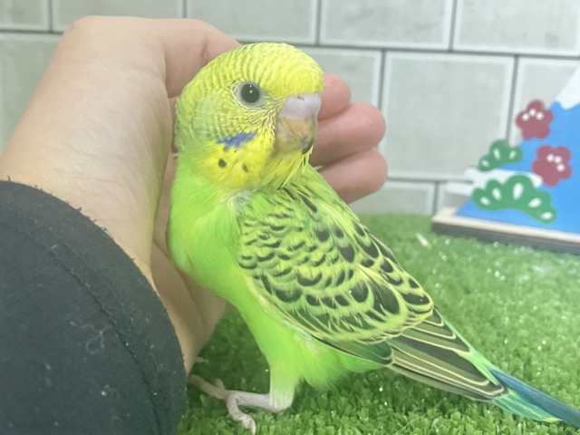 セキセイインコ