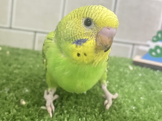 温野菜って‥温まるよねぇ！🍲🥬セキセイインコ(グリーンオパーリン/2025年12月生まれ)