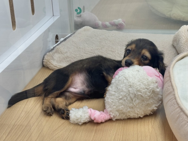 ミニチュアダックス