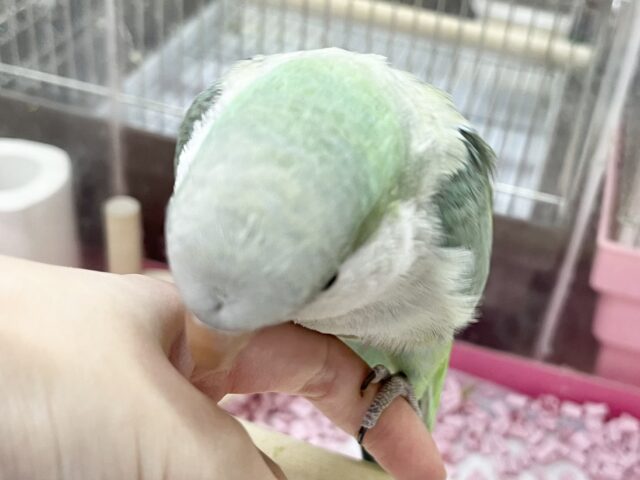 オキナインコ
