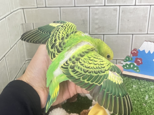 セキセイインコ