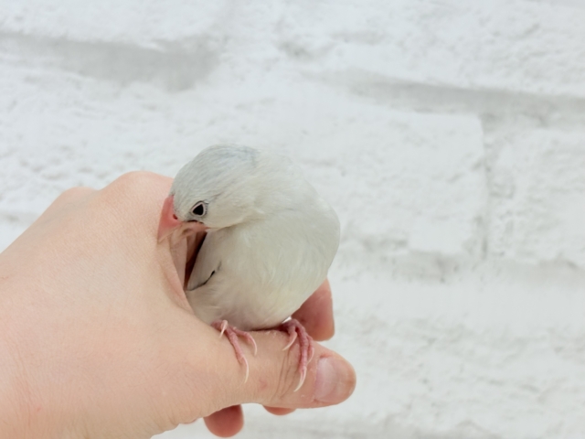 シルバー文鳥
