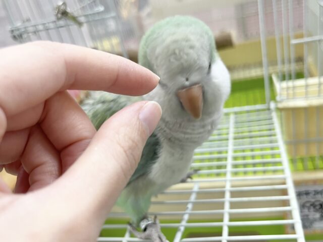 オキナインコ