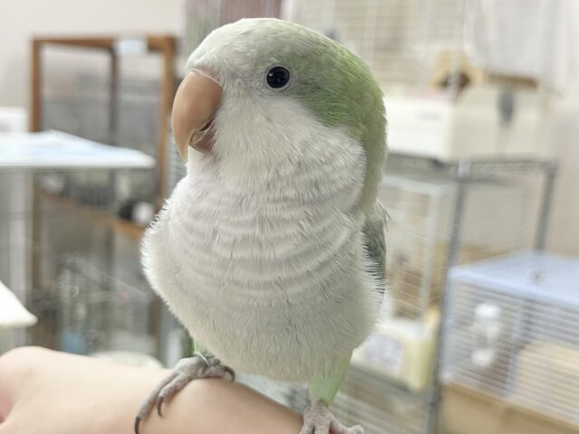 【🆙最新画像あり‼️】モフッとキュート💕 オキナインコ(アクアブルーオパーリン) オキナインコ