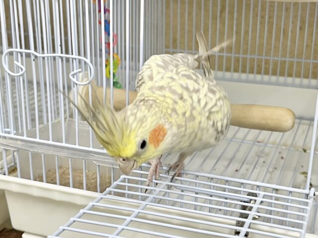 無限カキカキ所望します🎶 オカメインコ(シナモンパール) オカメインコ