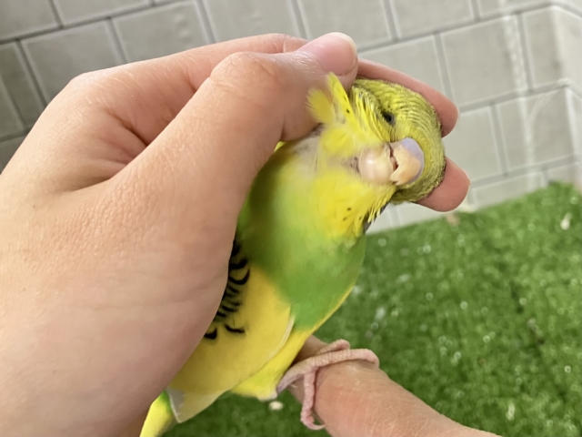 セキセイインコ