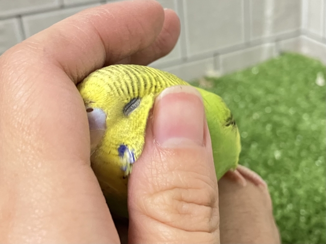 ✨最新画像✨ヒカリが導く🗝✧*。ピカピカ果実🍋💚🍏セキセイインコ(イエローパイド/2025年12月生まれ) セキセイインコ