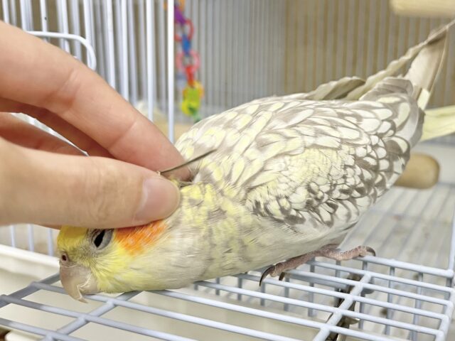 オカメインコ