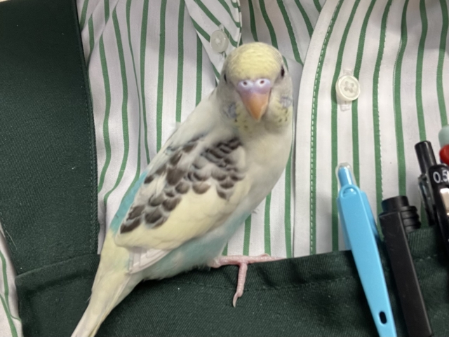セキセイインコ