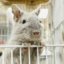 【最新画像】輝きシルバー✨️なレアカラー🎧⛓️🩶デグー(女の子)