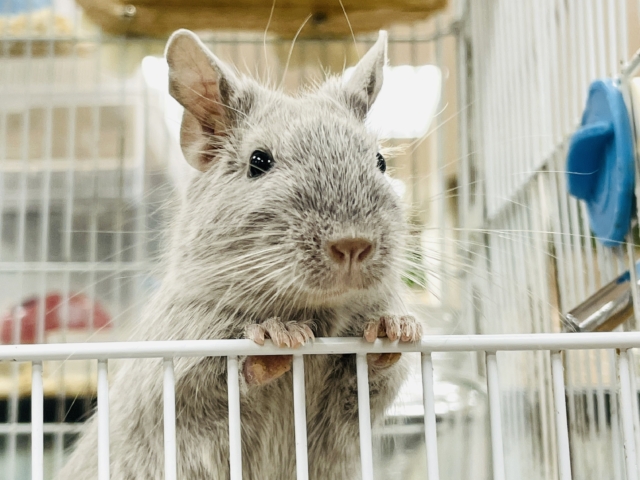 【最新画像】輝きシルバー✨️なレアカラー🎧⛓️🩶デグー(女の子)