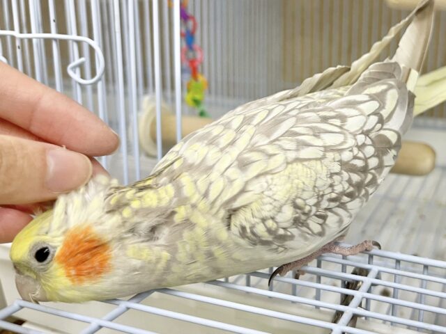 無限カキカキ所望します🎶 オカメインコ(シナモンパール) オカメインコ