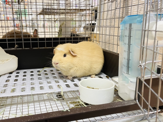 ロシアンモルモット