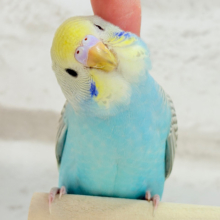 もっちもち♡カキカキ大好き♡セキセイインコ(パステルレインボースパングル)