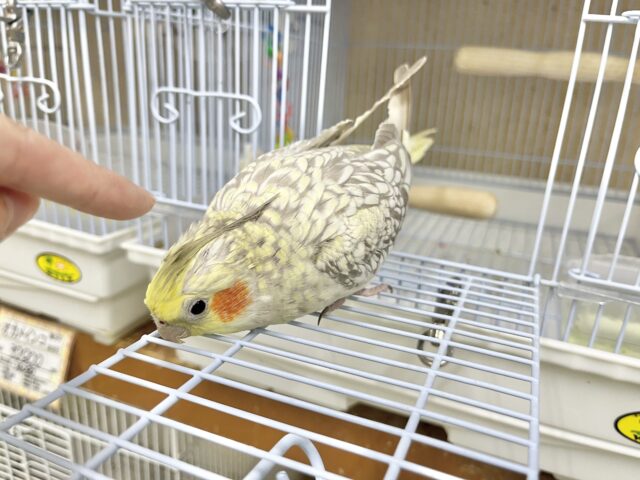オカメインコ