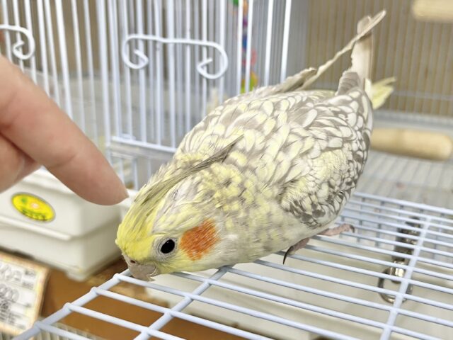 無限カキカキ所望します🎶 オカメインコ(シナモンパール) オカメインコ