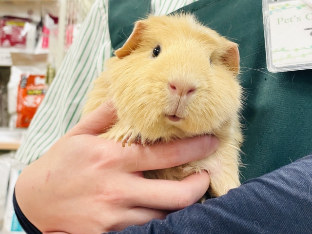 【最新画像】優しいカラーのむちむちボディ♡ロシアンモルモット（男の子）