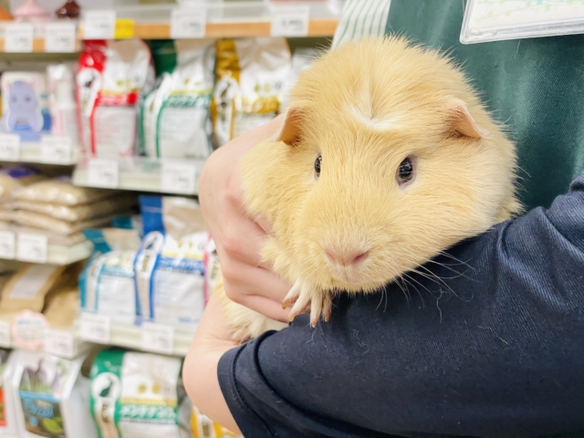 ロシアンモルモット