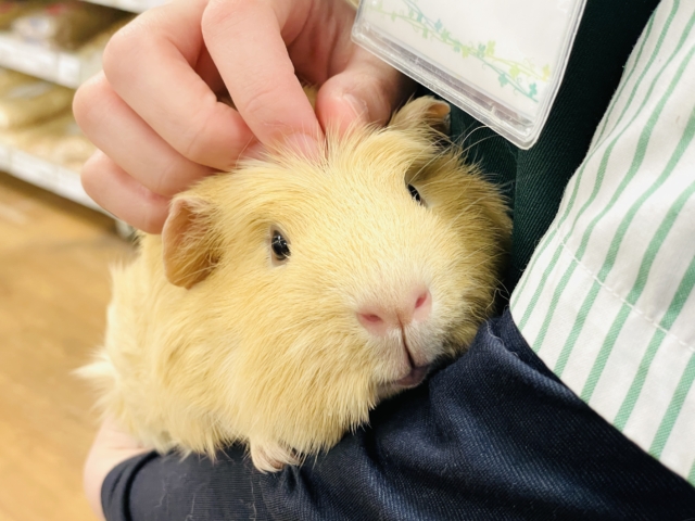 ロシアンモルモット