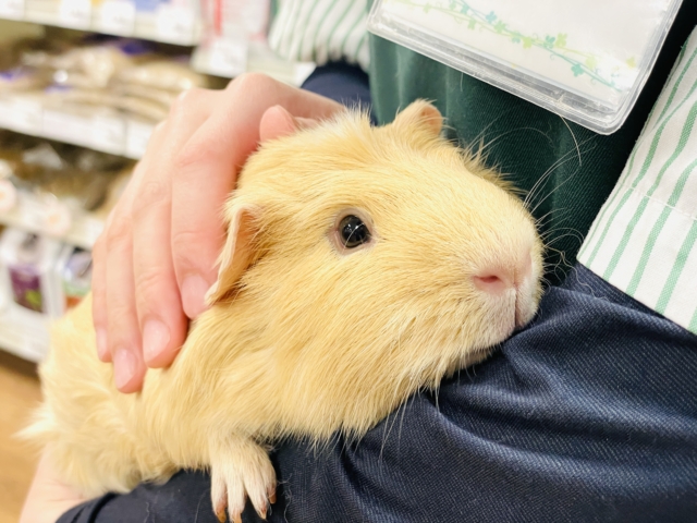 ロシアンモルモット