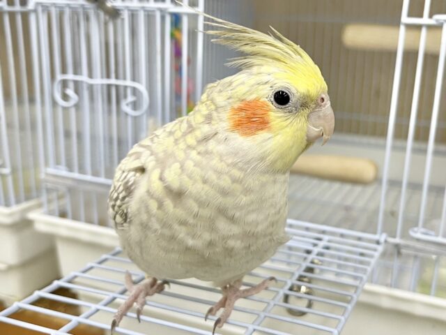 無限カキカキ所望します🎶 オカメインコ(シナモンパール) オカメインコ