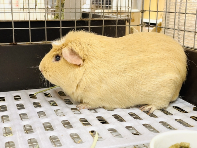 ロシアンモルモット