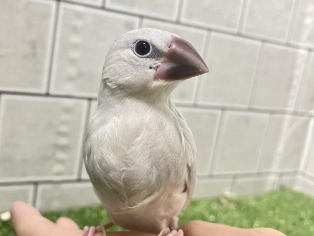 シルバー文鳥