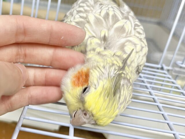 無限カキカキ所望します🎶 オカメインコ(シナモンパール) オカメインコ