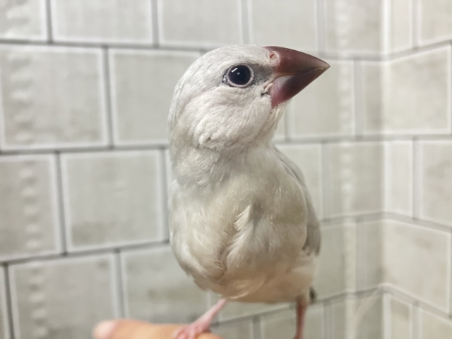 ✨最新画像✨白銀のツバサで🪽🩶ヨーソロー❕⚓️シルバー文鳥(2025年12月生まれ) シルバー文鳥