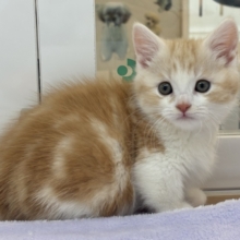 小粒な瞳に魅了されます♥マンチカンくん！